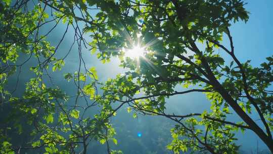 阳光透过树叶洒下景象