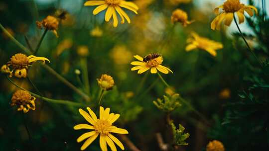 空镜花草植物蜜蜂