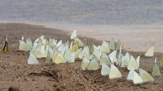 黄色和白色翅膀的蝴蝶坐在地上