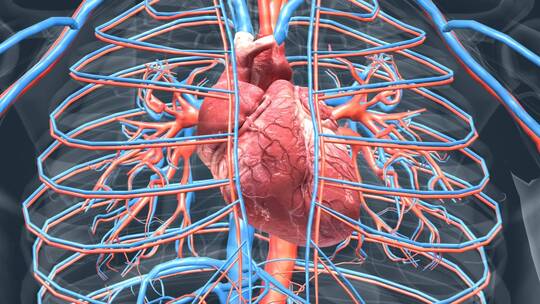 医学人体器官心脏跳动三维动画