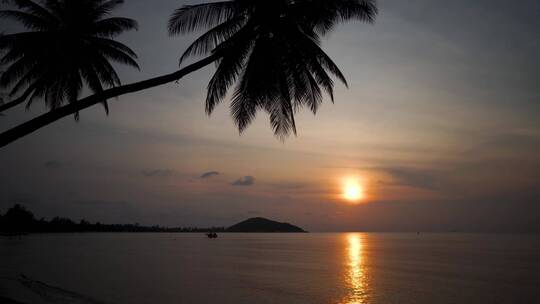 椰树海边金色日落