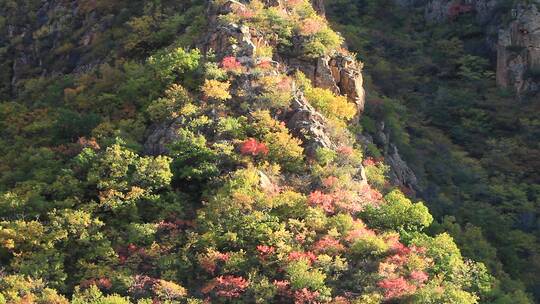 河北丰宁坝上山林秋色