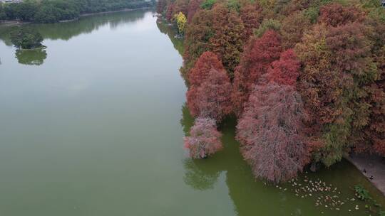 洪湖公园水杉