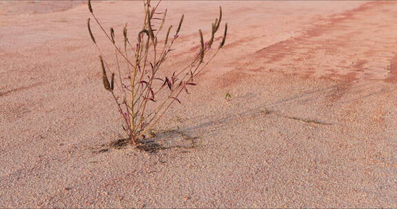 沙漠上的一株小草空镜头