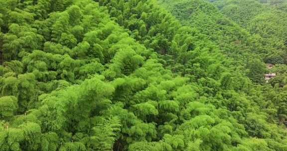 浙江湖州安吉竹海竹林竹山航拍