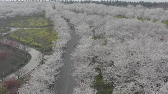 孤柏渡飞黄旅游区樱花园鲜花盛开