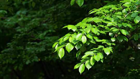 绿叶树叶 绿色植物视频素材模板下载