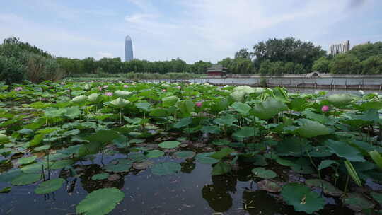 济南大明湖风景名胜区夏季风光