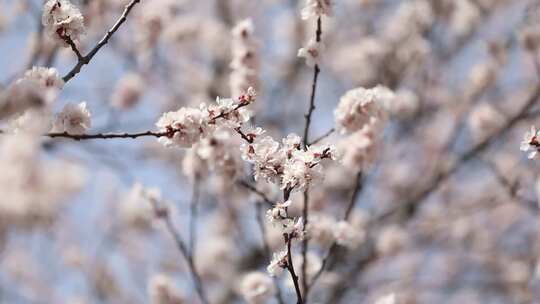 蜜蜂在杏树花朵里采蜜