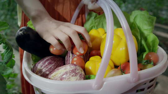 游客在蔬菜大棚采摘各种蔬菜