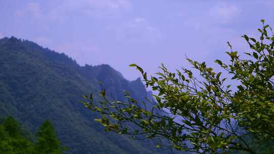 娄山关风景区