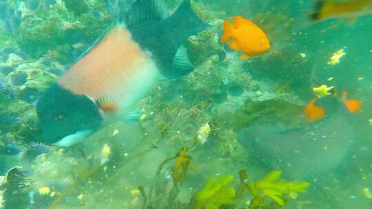 多种鱼类在水下进食