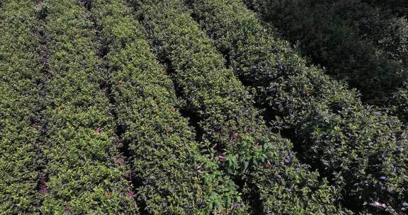 江苏省宜兴阳羡生态茶园茶田 蓝天白云背景