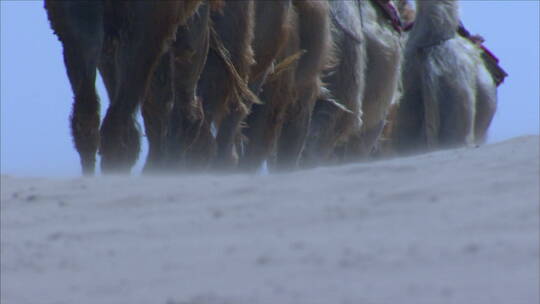 宁夏沙漠骆驼队消失在沙丘中 背影特写