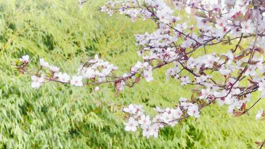 春天在微风中盛开的紫叶李