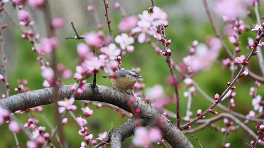 春天盛开的粉色桃花与枝头小鸟升格慢镜