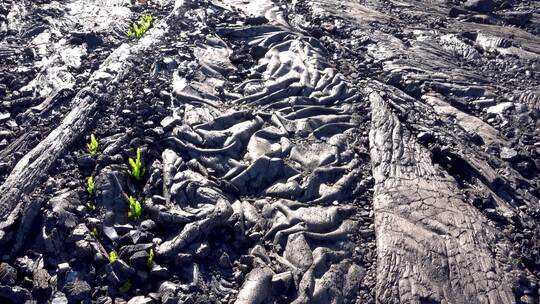 黑色熔岩地质上有一些生机勃勃的植物。