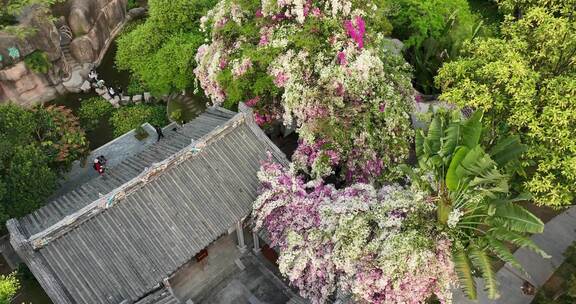 岭南庭院古建繁花似锦