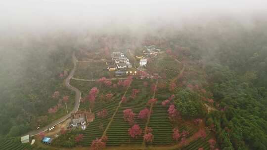 航拍无量山樱花