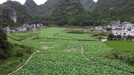 航拍贵州兴义布依族纳灰村田园荷花风光