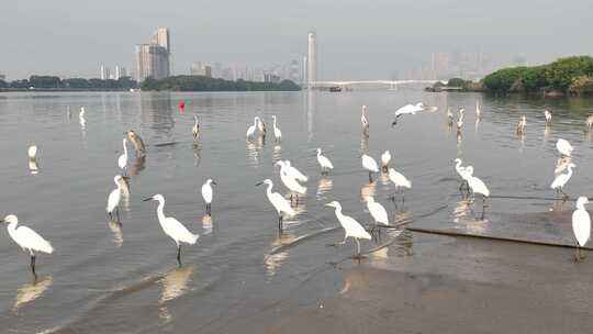 航拍广州珠江北帝沙岛的白鹭群觅食地