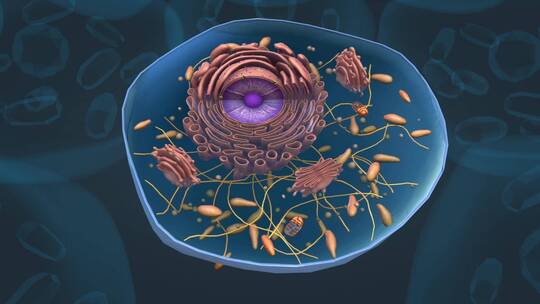 细胞核 肝细胞 肝结构 囊泡 肝组织动画视频素材模板下载