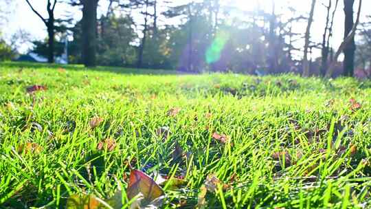 秋天午后阳光下的绿色草地与落叶
