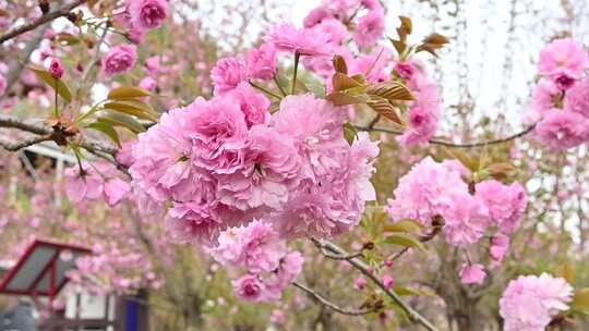 樱花园盛开的樱花