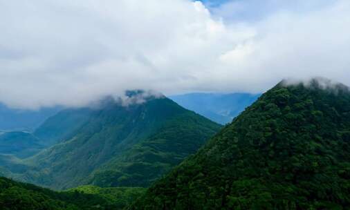 原始森林逆光树叶大自然河流绿色生态风景