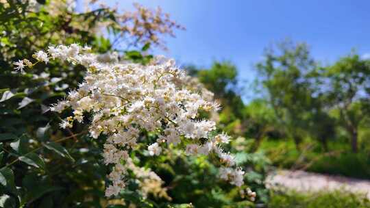 树木花草生态公园柳絮