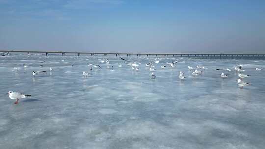 大海 海鸥飞翔 湖面飞鸟