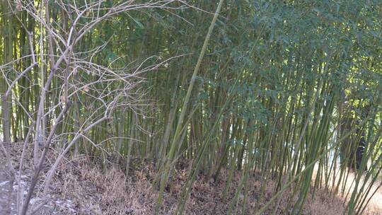 意境竹林小径小路阳光下的背影美好大自然视频素材模板下载