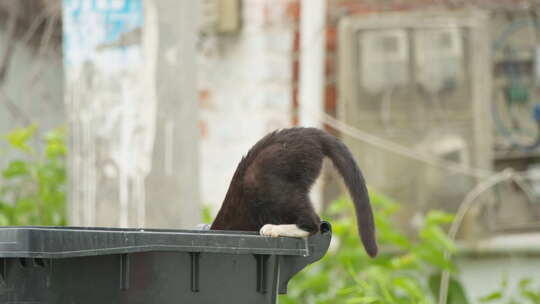 一只流浪猫在垃圾桶里觅食