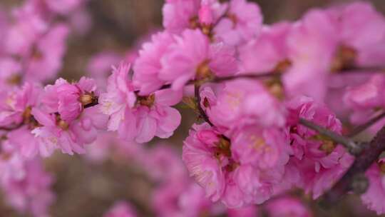 榆叶梅 红梅花盛开