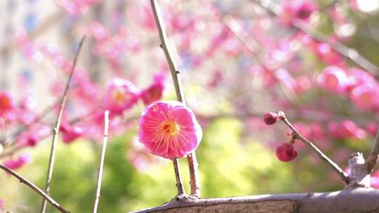 春季红色梅花景观