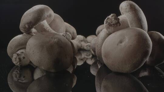 香菇影棚拍摄LOG素材视频素材模板下载