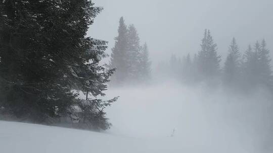 大风吹过积雪覆盖的树林 森林暴雪镜头特写视频素材模板下载