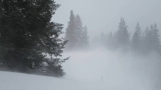 大风吹过积雪覆盖的树林 森林暴雪镜头特写