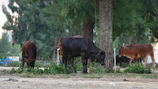 惠州散养黄牛