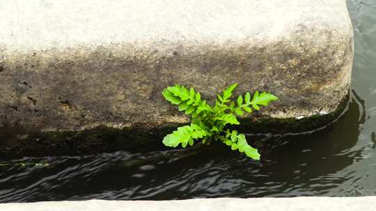 河道上长着一株花草