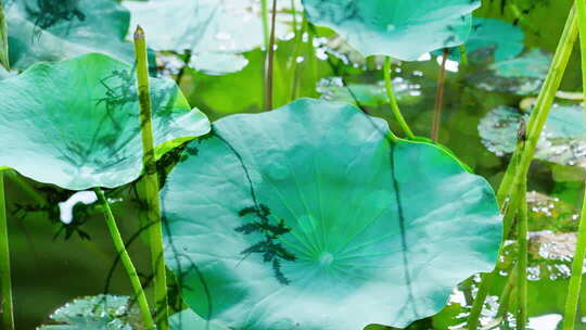 唯美荷塘荷花意境禅意双重曝光