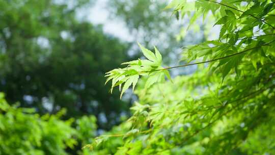 唯美小清新绿色树叶写意空镜头夏天小暑