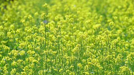 春天盛开的黄色油菜花与采蜜蜜蜂满画幅特写