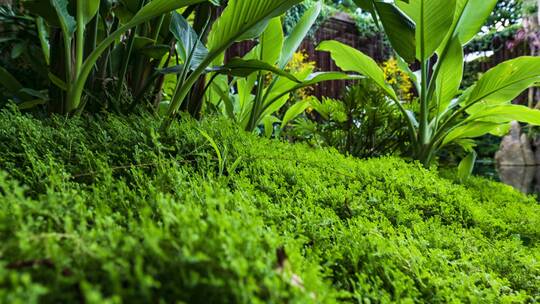 南宁青秀山荫生植物园