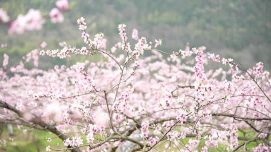 桃花盛开桃花源视频素材模板下载