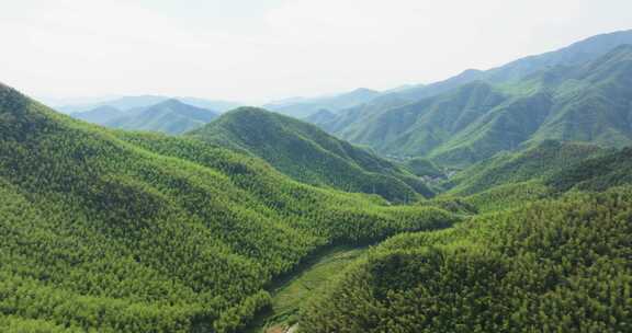 江南群山竹山竹海浙江湖州安吉风光