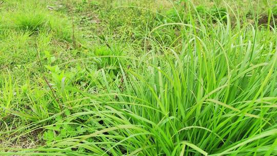 农村菜园花草树木绿色植物