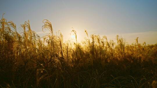 夕阳芦苇荡