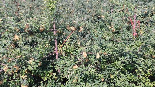 三农种植业视频原图:大山脚下茂盛的苹果园