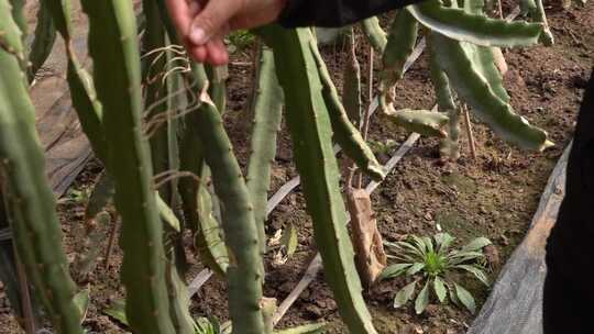 火龙果 火龙果种植 水果 仙人掌科植物